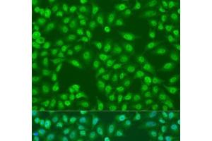 Immunofluorescence analysis of U2OS cells using COPS7A Polyclonal Antibody at dilution of 1:100. (COPS7A Antikörper)