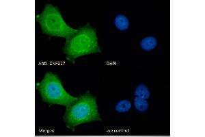 (ABIN185663) Immunofluorescence analysis of paraformaldehyde fixed MCF7 cells, permeabilized with 0. (ZNF217 Antikörper  (Internal Region))