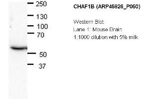 Image no. 2 for anti-Chromatin Assembly Factor 1, Subunit B (p60) (CHAF1B) (N-Term) antibody (ABIN502680) (CHAF1B Antikörper  (N-Term))