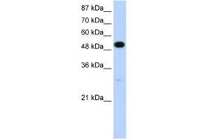 NOVA2 antibody used at 1.