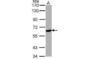 WDR1 Antikörper  (C-Term)