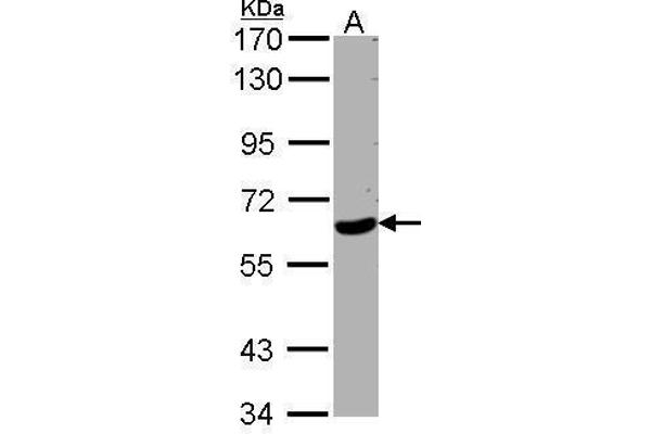 WDR1 Antikörper  (C-Term)