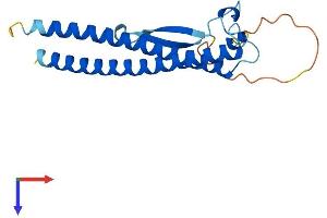 CCDC115 Protein (AA 1-180) (His tag)
