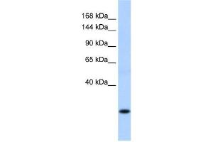 SSX8 antibody used at 0. (SSX8 Antikörper  (C-Term))