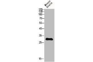 Western Blot analysis of MOUSE-BRAIN cells using IGFBP3 Polyclonal Antibody (IGFBP3 Antikörper)