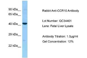 Host: Rabbit Target Name: CCR10 Sample Type: Fetal Liver Antibody Dilution: 1. (CCR10 Antikörper  (Middle Region))
