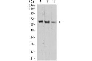Western Blotting (WB) image for anti-PR Domain Containing 14 (PRDM14) (AA 4-203) antibody (ABIN7193165)