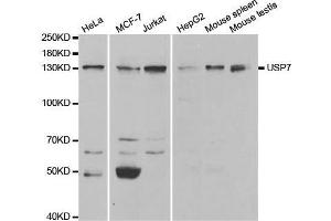 Western blot analysis of extracts of various cell lines, using USP7 antibody. (USP7 Antikörper  (AA 206-1102))