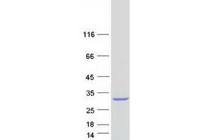 Validation with Western Blot (PDDC1 Protein (Myc-DYKDDDDK Tag))