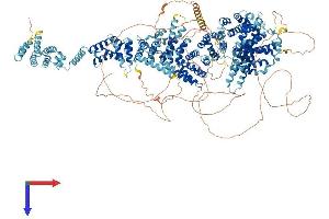 THO Complex 2 Protein (THOC2) (AA 1-1594) (His tag)