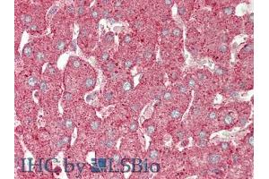 Figure. (Annexin IV Antikörper  (AA 165-260))