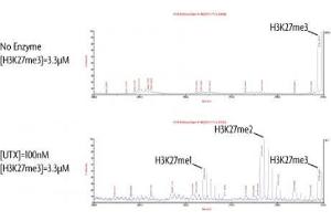 Activity Assay (AcA) image for Lysine (K)-Specific Demethylase 6A (KDM6A) protein (DYKDDDDK Tag) (ABIN2669708)