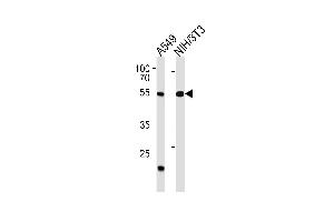 TBX4 Antibody (N-term) (ABIN1538939 and ABIN2850400) western blot analysis in A549,mouse NIH/3T3 cell line lysates (35 μg/lane). (TBX4 Antikörper  (N-Term))