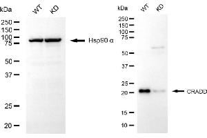 Western blotting analysis using CRADD antibody (ABIN7797885). (Rekombinanter CRADD Antikörper)