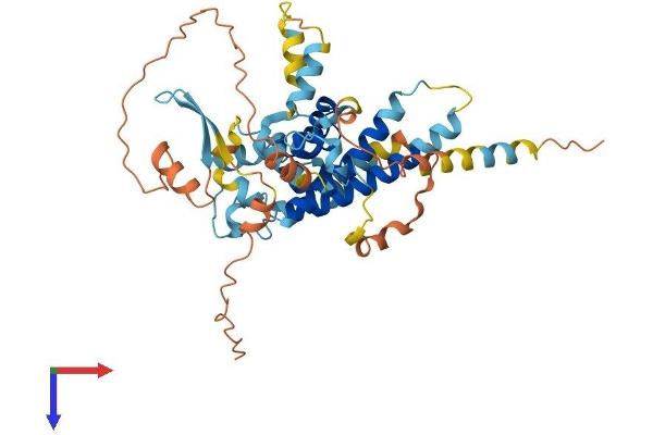 PPP1R36 Protein (AA 1-422) (His tag)