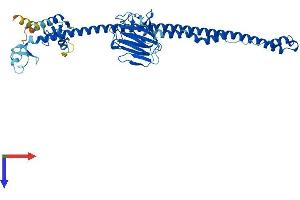 TRIM10 Protein (AA 1-481) (His tag)