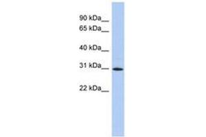 Image no. 1 for anti-Zinc Finger Protein 771 (ZNF771) (AA 35-84) antibody (ABIN6742627) (ZNF771 Antikörper  (AA 35-84))