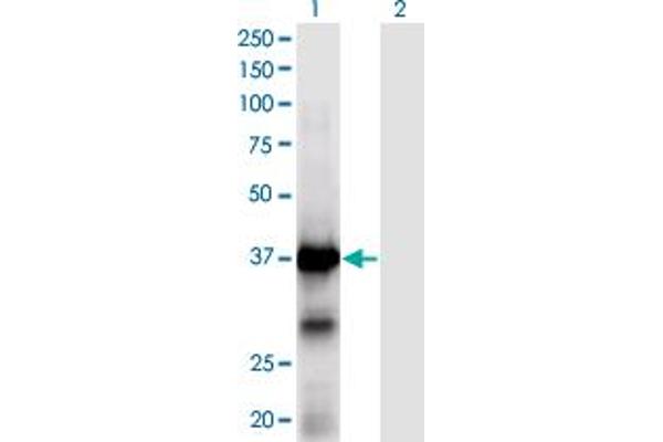 XPA antibody  (AA 1-273)