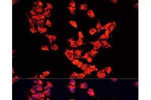 Immunofluorescence analysis of HeLa cells using FXR1 Polyclonal Antibody at dilution of 1:100. (FXR1 Antikörper)
