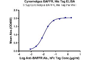 ELISA image for Tumor Necrosis Factor Receptor Superfamily, Member 13C (TNFRSF13C) (AA 7-71) protein (His tag) (ABIN7273907)