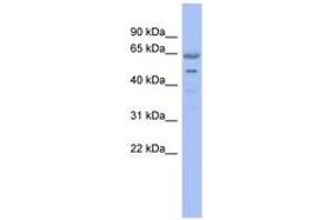 Image no. 1 for anti-Guanine Nucleotide Binding Protein-Like 3 (Nucleolar) (GNL3) (N-Term) antibody (ABIN6744326) (Nucleostemin Antikörper  (N-Term))