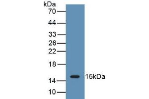 Detection of Recombinant IL15, Porcine using Polyclonal Antibody to Interleukin 15 (IL15) (IL-15 Antikörper  (AA 49-162))