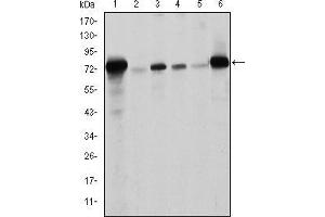 Western blot analysis using LMNA mouse mAb against Raw264. (Lamin A/C Antikörper)