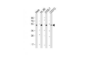 All lanes : Anti-RCC1 Antibody at 1:2000-1:4000 dilution Lane 1: Hela whole cell lysate Lane 2: HL-60 whole cell lysate Lane 3: COS-7 whole cell lysate Lane 4: C2C12 whole cell lysate Lysates/proteins at 20 μg per lane. (RCC1 Antikörper)