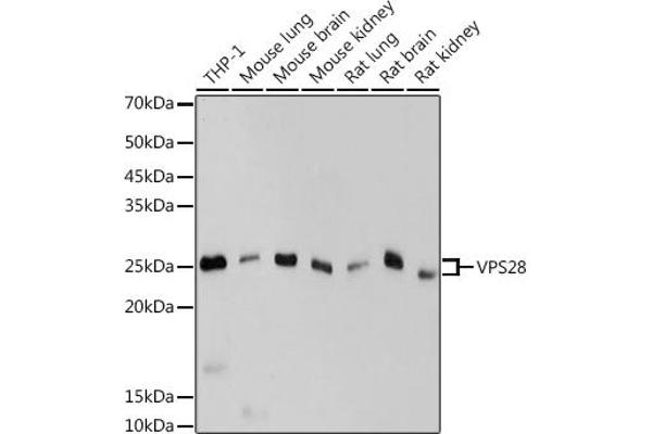 VPS28 Antikörper
