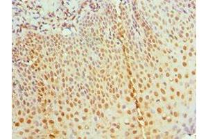 Immunohistochemistry of paraffin-embedded human tonsil tissue using ABIN7155457 at dilution of 1:100 (RBBP7 Antikörper  (AA 1-230))