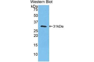 Figure. (CA3 Antikörper  (Biotin))
