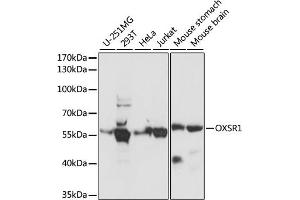 Western blot analysis of extracts of various cell lines, using OXSR1 antibody (ABIN7269132) at 1:1000 dilution.
