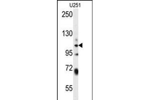 WWC3 Antibody (C-term) (ABIN654482 and ABIN2844217) western blot analysis in  cell line lysates (35 μg/lane). (WWC3 Antikörper  (C-Term))