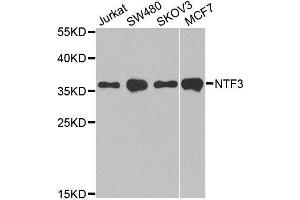 Western blot analysis of extracts of various cell lines, using NTF3 antibody. (Neurotrophin 3 Antikörper  (AA 19-257))