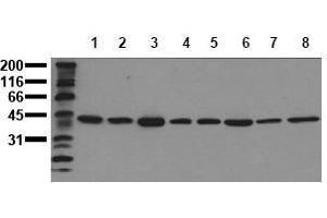 Western Blotting (WB) image for anti-Mitogen-Activated Protein Kinase 1 (MAPK1) (C-Term) antibody (ABIN126832) (ERK2 Antikörper  (C-Term))