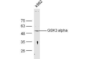 Human K562 cell lysates probed with Anti-GSK3 Alpha Polyclonal Antibody, Unconjugated  at 1:300 overnight at 4˚C. (GSK3 alpha Antikörper  (AA 51-150))