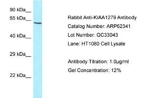 Western Blotting (WB) image for anti-KIAA1279 (KIAA1279) (C-Term) antibody (ABIN2774341)