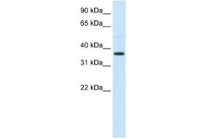 AHSG antibody used at 0. (Fetuin A Antikörper  (N-Term))