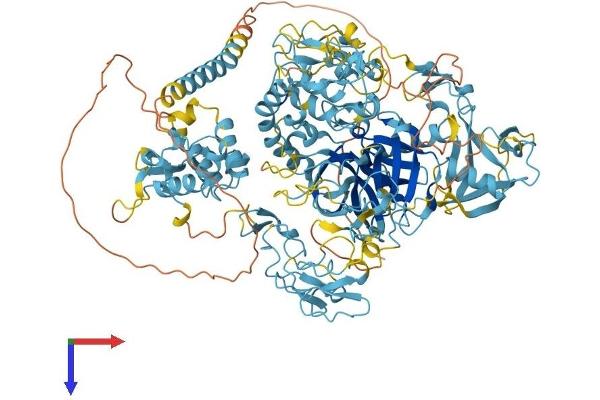 Corin Protein (AA 1-1042) (His tag)