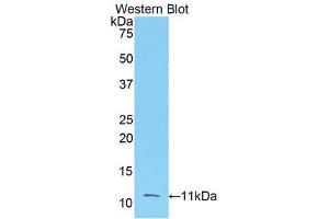 Western Blotting (WB) image for anti-Fibroblast Growth Factor 3 (FGF3) (AA 154-232) antibody (ABIN1175858) (FGF3 Antikörper  (AA 154-232))