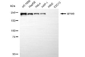 Western blotting analysis using MYH9 antibody (ABIN7799520).