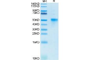 Biotinylated Human OX40 on Tris-Bis PAGE under reduced condition. (TNFRSF4 Protein (His-Avi Tag,Biotin))