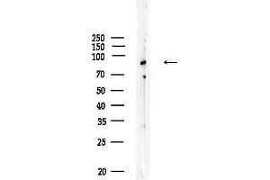 anti-Complement Component C7 (C7) antibody