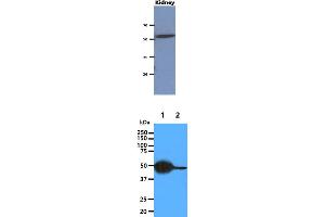 The extract of Mouse kidney (40ug) were resolved by SDS-PAGE, transferred to PVDF membrane and probed with anti-human CNDP2 antibody (1:1000). (CNDP2 Antikörper)