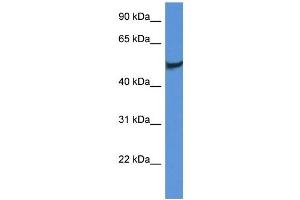 Western Blot showing CLU antibody used at a concentration of 1 ug/ml against Fetal Brain Lysate (Clusterin Antikörper  (C-Term))