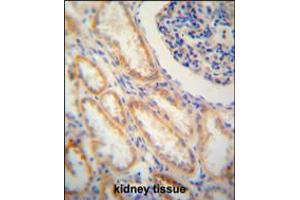 SHISA2 antibody immunohistochemistry analysis in formalin fixed and paraffin embedded human kidney tissue followed by peroxidase conjugation of the secondary antibody and DAB staining. (SHISA2 Antikörper  (C-Term))