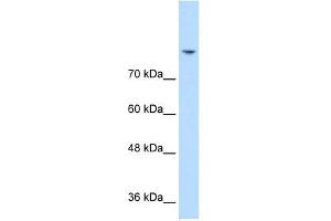 DLG2 antibody used at 0. (DLG2 Antikörper)