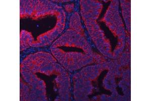 anti-Ribosomal Protein L36 (RPL36) (C-Term) antibody