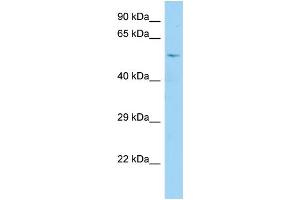 WB Suggested Anti-CDC25A Antibody Titration: 1.