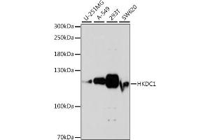 Western blot analysis of extracts of various cell lines, using HKDC1 antibody (ABIN7267641) at 1:1000 dilution.